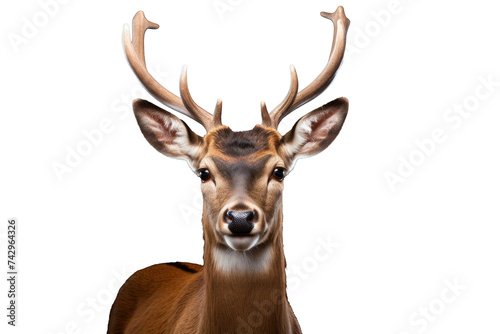 A deer isolated on transparent background. © Wararat
