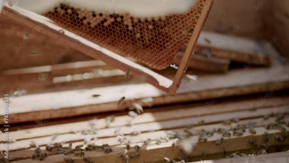 Honey harvesting by beekeepers close-up challenge of beekeeping. Harvesting honey ensuring organic quality and taste demonstrating role of bees pollination sustainable agriculture harvesting honey. Honey harvesting by beekeepers close-up challenge of beekeeping. Harvesting honey ensuring organic quality and taste demonstrating role of bees pollination sustainable agriculture harvesting honey.