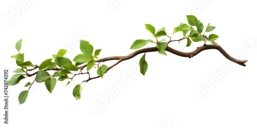 Fototapeta Naklejka Na Ścianę i Meble -  Close up of Twisted jungle branch with growing plant isolated on transparent background.