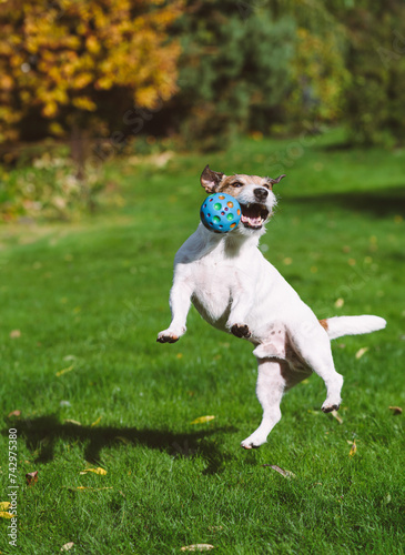 Canvas Print Funny active dog playing on lawn, jumping to catch colorful squeaky chew ball to