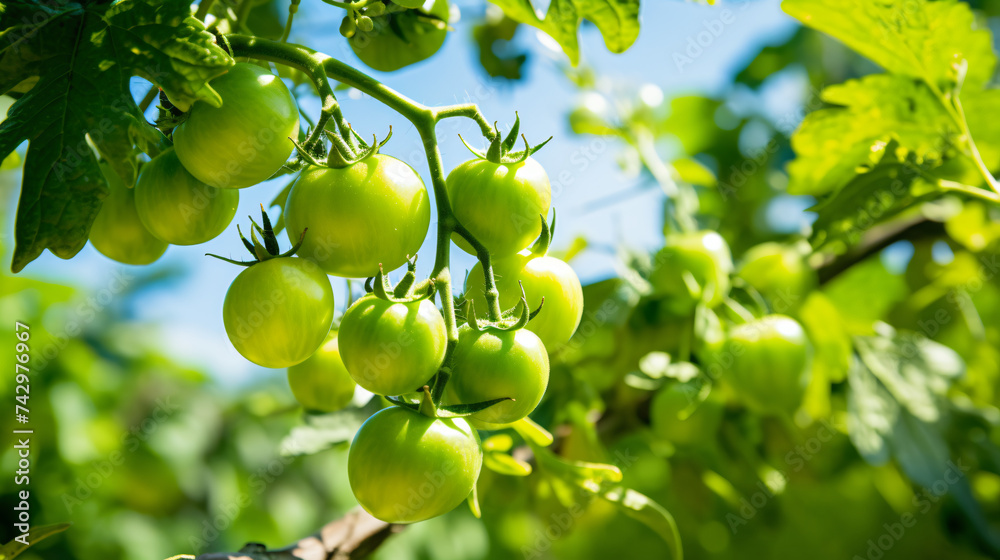  Close up of the small unripe tomatoes on the bran