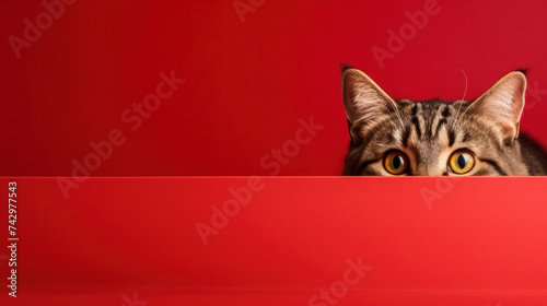 A frightened cat peeks out from behind a corner on a red background.