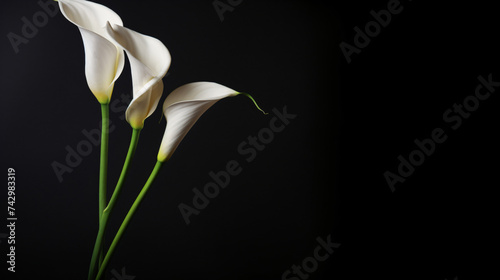 Deepest sympathy card with calla flower on black