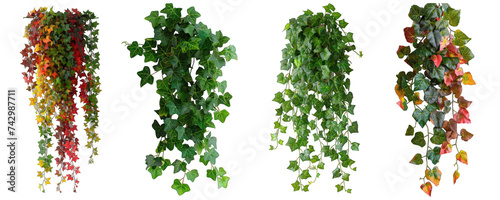 Hanging ivy isolated on transparent background generative ai