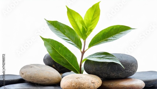 plant on the top of stones png file