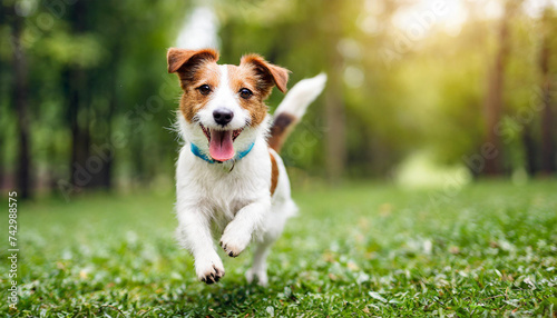 Jack Russell Terrier dog joyfully plays and runs in open field, epitomizing freedom and boundless enthusiasm