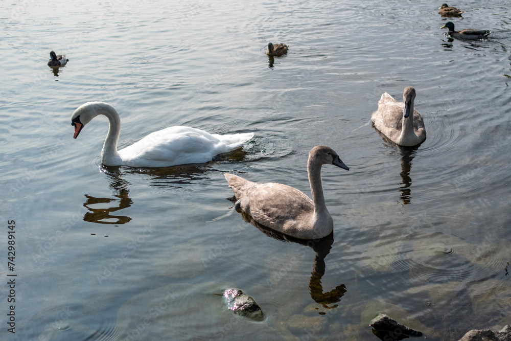 Two Juvenile Swans (Cygnets ) And An Adult Swan On A Lake In Edinburgh, Scotland Two Juvenile Swans (Cygnets ) And An Adult Swan On A Lake In Edinburgh, Scotland