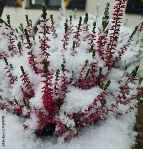 Snow-covered Erica or heath floral in bloom. Pink flowering plant in the family Ericaceae. Selective focus bush of wild purple flowers Calluna vulgaris covered with snow.