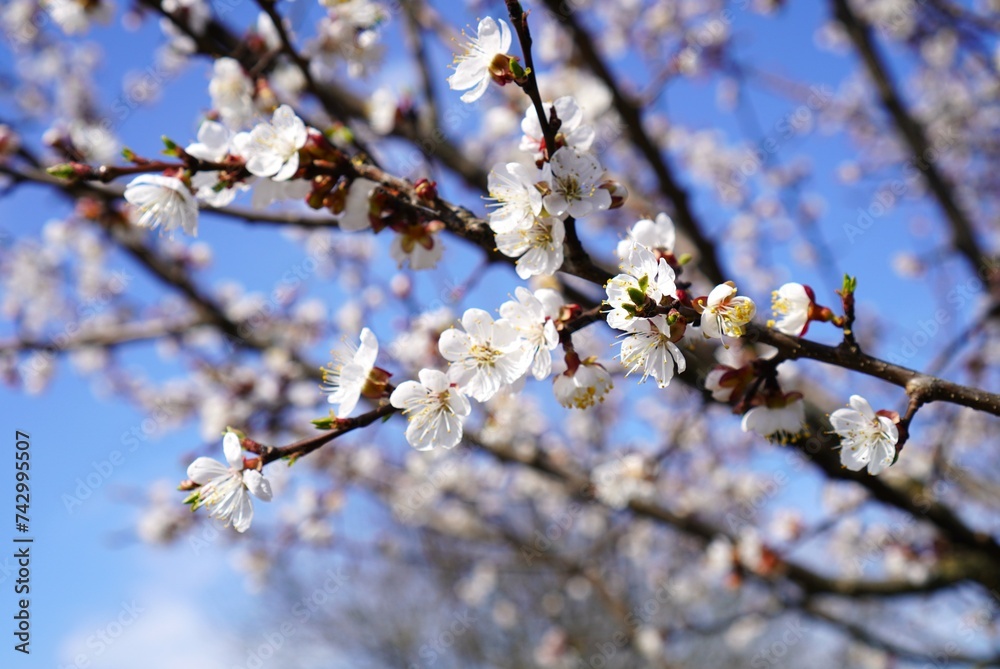 spring with a blooming cherry branch with white flowers on a blue sky background, the concept of a screensaver or postcard for International Women's Day, Easter, birthday spring with a blooming cherry branch with white flowers on a blue sky background, the concept of a screensaver or postcard for International Women's Day, Easter, birthday