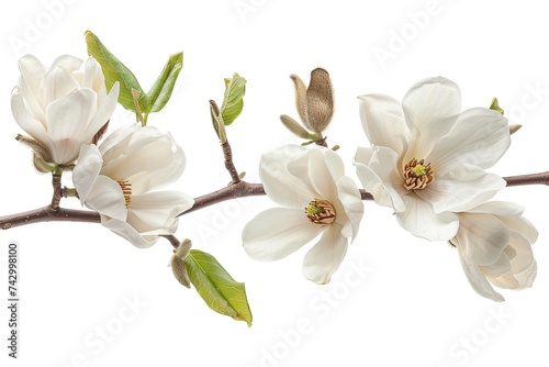 Close-up picture of magnolia branch with flower, isolated white background