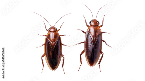 Two cockroaches isolated on transparent and white background.PNG image