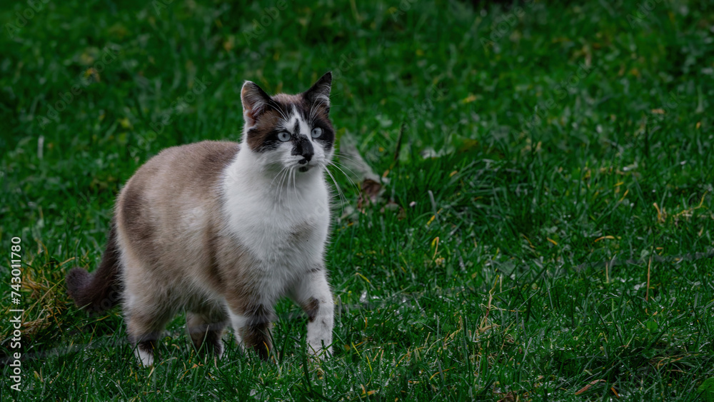 A cat walking through nature surrounded by grass