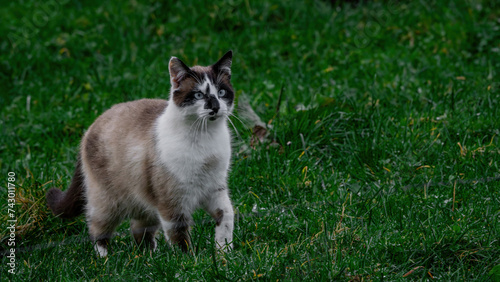 A cat walking through nature surrounded by grass