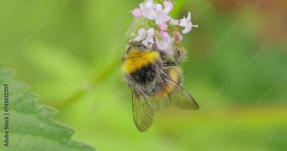 Bumblebee collects flower nectar at sunny day. Bumble bee in macro shot in slow motion. Bumblebee collects flower nectar at sunny day. Bumble bee in macro shot in slow motion.