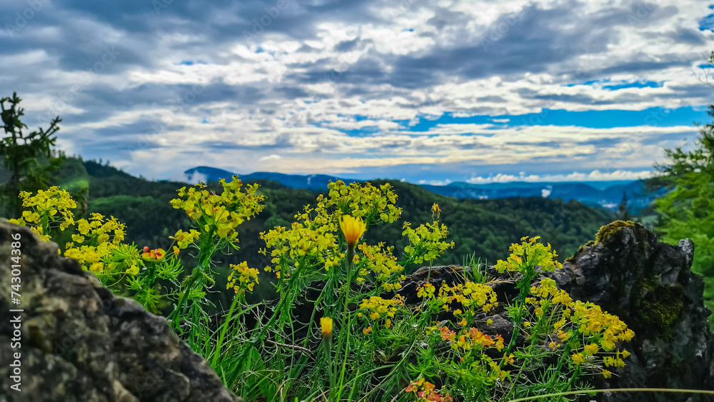 Cypress spurge flowers along idyllic hiking trail through lush green forest in Grazer Bergland, Prealps East of the Mur, Styria, Austria. Soft hills in alpine landscape in springtime. Wanderlust