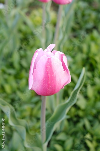 Pink tulip flowers garden
