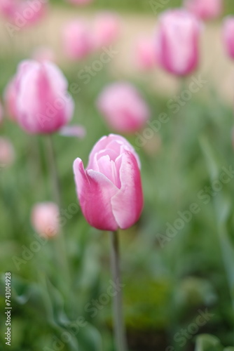 Pink tulip flowers garden