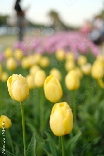 Close up shot of yellow tulip flowers