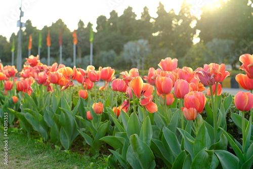 Beautiful Tulip flowers at Shantipath Chanakyapuri, The ongoing Delhi Tulip Festival organised by the New Delhi Municipal Corporation (NDMC)