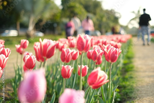 Beautiful Tulip flowers at Shantipath Chanakyapuri, The ongoing Delhi Tulip Festival organised by the New Delhi Municipal Corporation (NDMC)