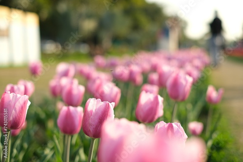Pink tulip flowers garden