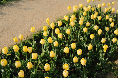 Beautiful Tulip flowers at Shantipath Chanakyapuri, The ongoing Delhi Tulip Festival organised by the New Delhi Municipal Corporation (NDMC)