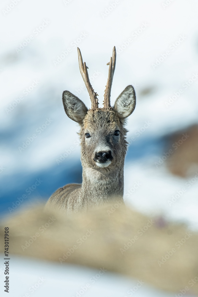 Close up portrait of a wild male European Roe deer or Roe buck (Capreolus capreolus) with big antler looking straight into camera against snowy slopes background, Alps Mountains, italy. April.