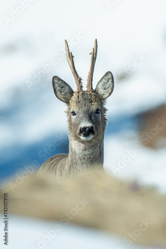 Obraz na płótnie Close up portrait of a wild male European Roe deer or Roe buck (Capreolus capreolus) with big antler looking straight into camera against snowy slopes background, Alps Mountains, italy. April. w salonie