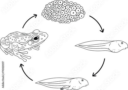 Life Cycle of a Frog with Eggs and Tadpoles Outline Clipart