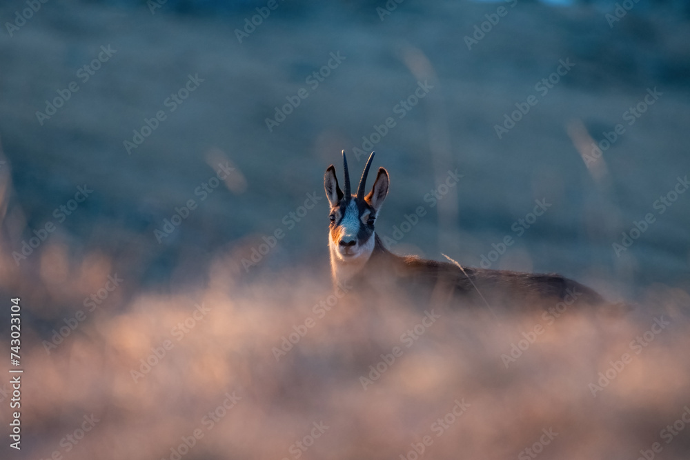 Alpine chamois, Rupicapra rupicapra, at dawn in an alpine grassland. italian Alps. Animal in the wild.