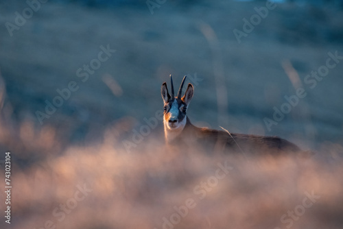 Obraz na płótnie Alpine chamois, Rupicapra rupicapra, at dawn in an alpine grassland. italian Alps. Animal in the wild. w salonie