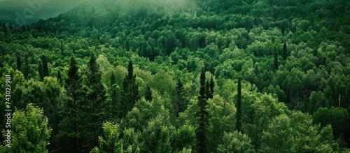 view of a dense green forest top view photo