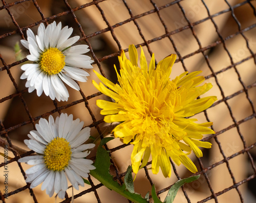 Daisies on Grid, photo