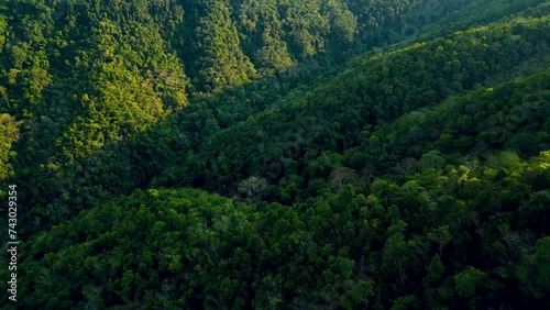 A cinematic shot of flying over the hills covered by green jungle forest full of greenery with tropical trees and exotic plants surrounded by mysterious dramatic atmosphere