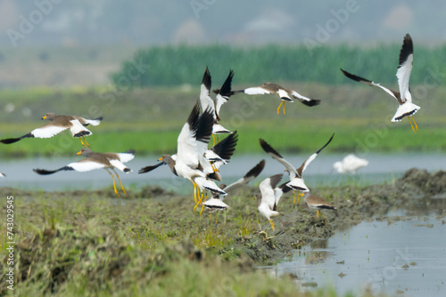 Beautiful Grey Headed Lapwing Birds Flying Moment. © Firoz