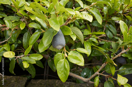 Ficus pumila branch with syconium