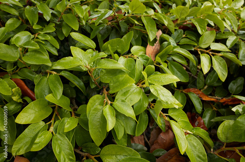 Ficus pumila branch with syconium photo