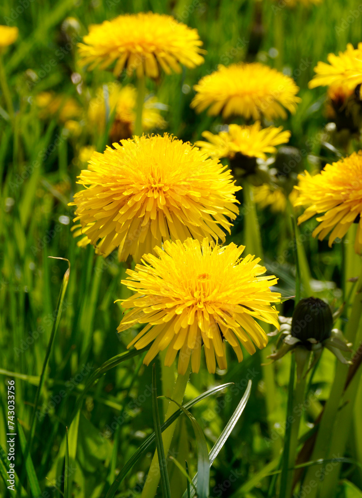 a spring scenery with gorgeous sunlit huge dandelions on a wonderful April day in Donauwoerth, Bavaria, Germany
a spring scenery with gorgeous sunlit huge dandelions on a wonderful April day in Donauwoerth, Bavaria, Germany