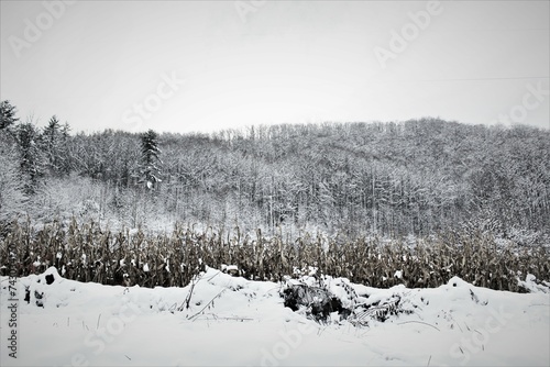 snow covered trees in winter © Mikayla Quinn