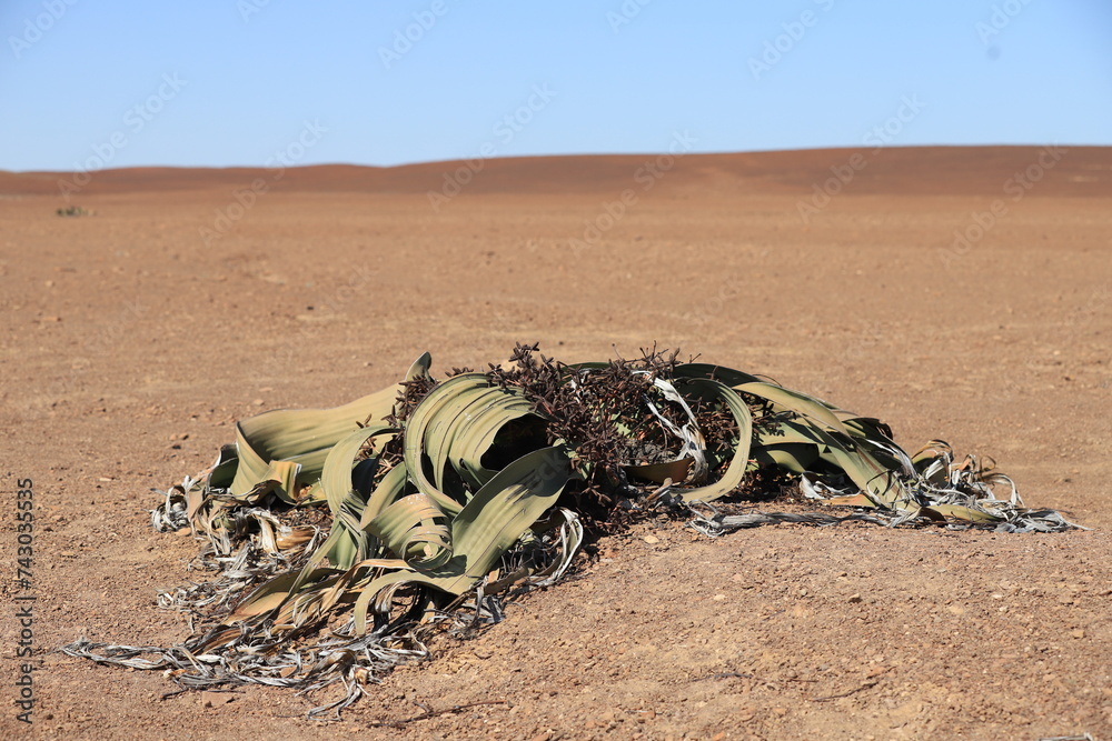 a very old endemic plant named Welwitschia in Namibia a very old endemic plant named Welwitschia in Namibia