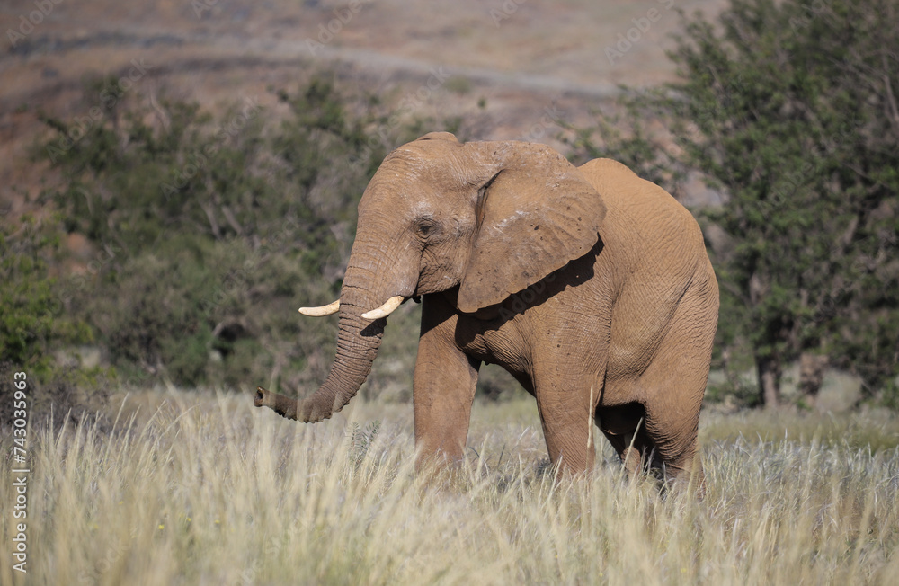 one desert adapted elephant in Damaraland, Namibia