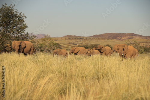 a herd of desert elephants in Damraland, Namibia
