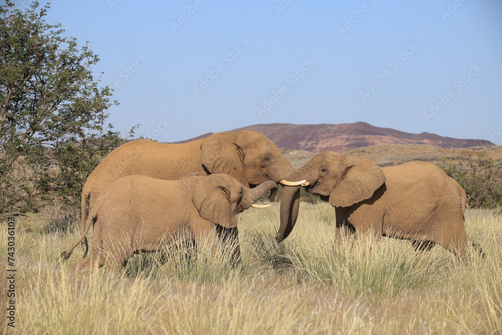 Fototapeta premium three interacting desert elephants in Damaraland