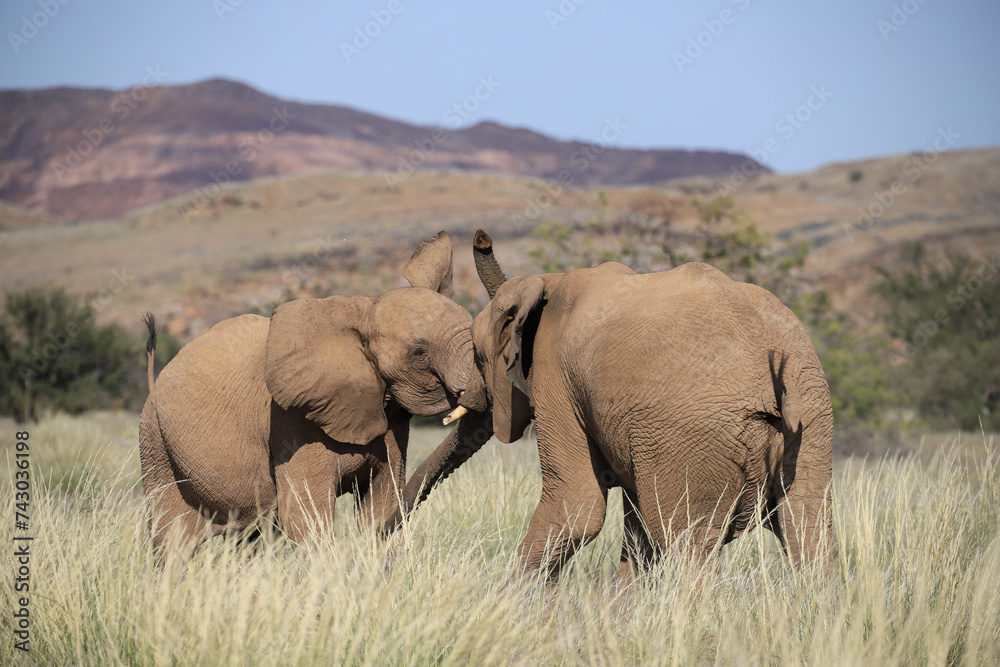 Fototapeta premium two interacting desert adapted elephants in Damaraland, Namibia