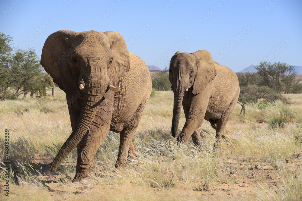 two approaching desert adapted elephants in Damarland two approaching desert adapted elephants in Damarland