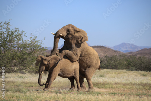 two mating desert adapted elephans in Damaraland