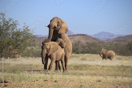 Canvas Print two mating desert adapted elephans in Damaraland