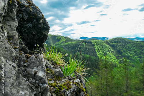 Close up of rock formation and flower with panoramic view of Grazer Bergland, Prealps East of the Mur, Styria, Austria. Calm serene atmosphere Austrian Alps. Hiking trail through lush green forest photo