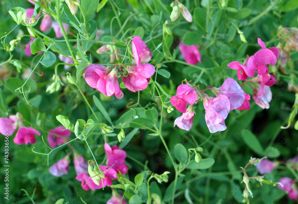 Lathyrus tuberosus grows in the field among the grasses in summer Lathyrus tuberosus grows in the field among the grasses in summer