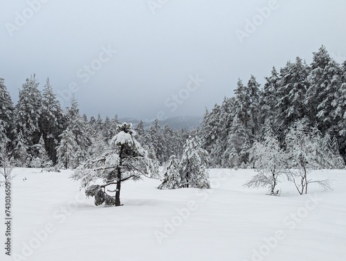 Forest covered in snow